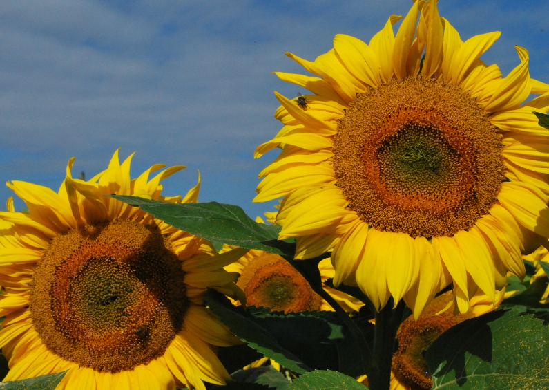 Fotokaart Zonnebloemen - Bloemenkaarten Bloemenkaarten - Fotokaart Zonnebloemen