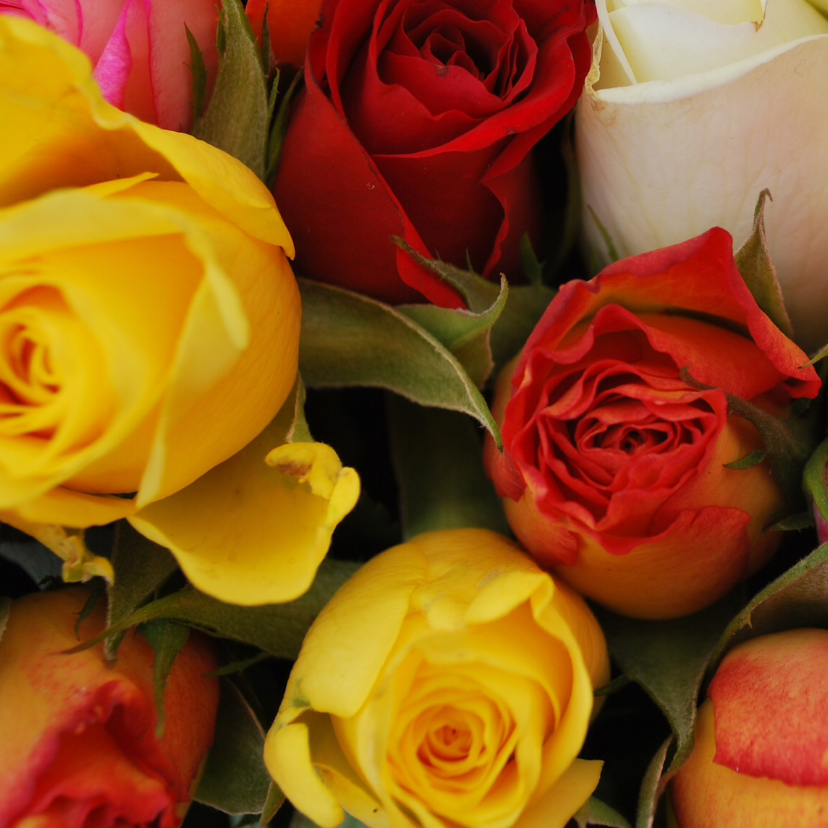 Gekleurde rozen Anet Fotografie - Bloemenkaarten Bloemenkaarten - Gekleurde rozen Anet Fotografie