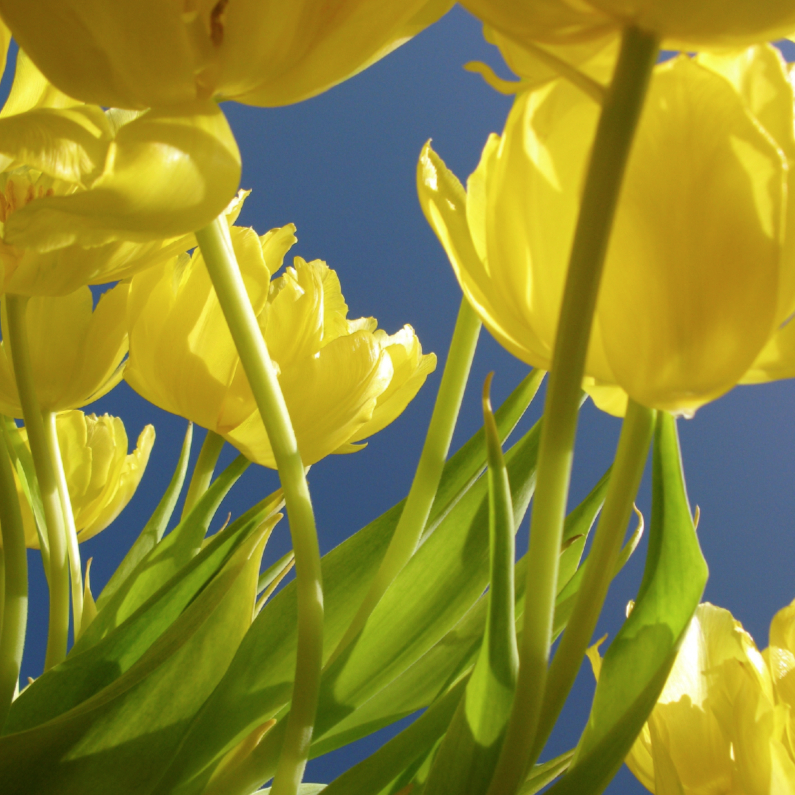 gele tulpen 1 - Bloemenkaarten Bloemenkaarten - gele tulpen 1