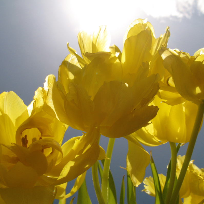 gele tulpen met zon - Bloemenkaarten Bloemenkaarten - gele tulpen met zon