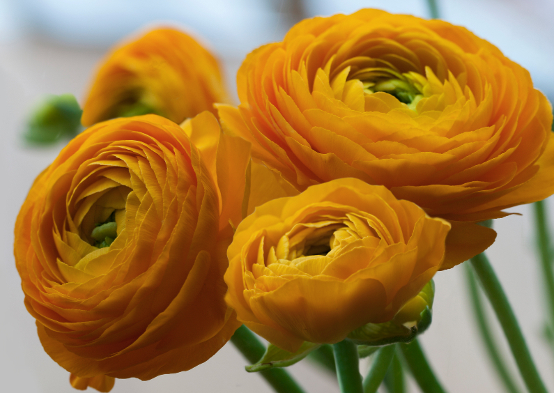gele voorjaarsbloemen - Bloemenkaarten Bloemenkaarten - gele voorjaarsbloemen