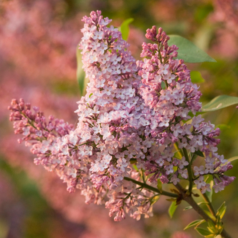 Bloemenkaarten - Geurende sering in avondzonnetje