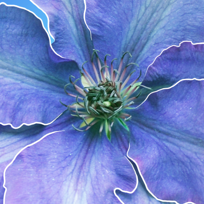 Bloemenkaarten - Grote afbeelding bloem paars