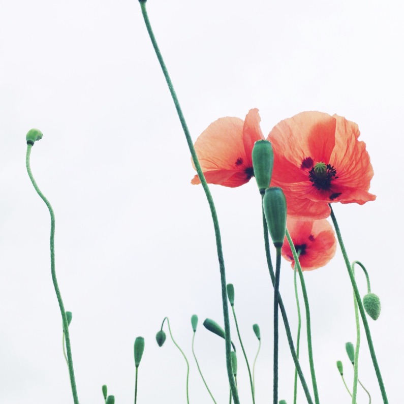 Bloemenkaarten - Kaart met drie klaprozen