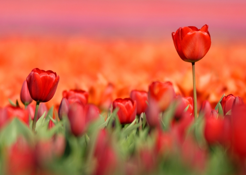 Kaart met schitterende rode tulpen - Bloemenkaarten Bloemenkaarten - Kaart met schitterende rode tulpen