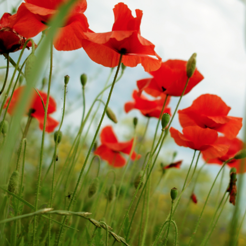 kaartje met klaprozen - Bloemenkaarten Bloemenkaarten - kaartje met klaprozen