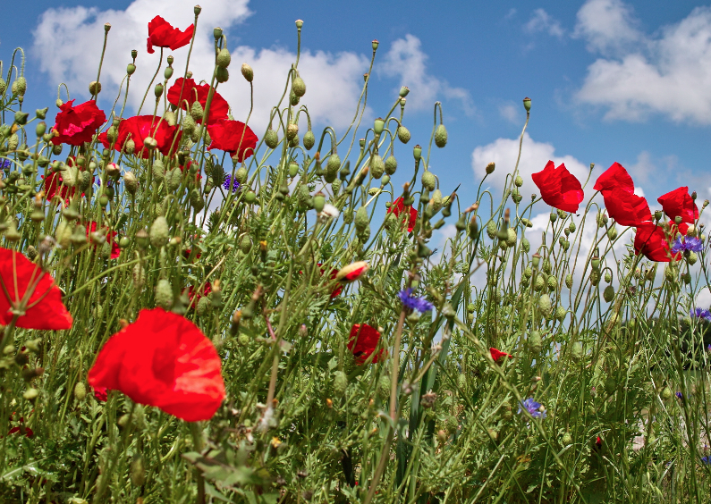Klaprozen in het veld - Bloemenkaarten Bloemenkaarten - Klaprozen in het veld