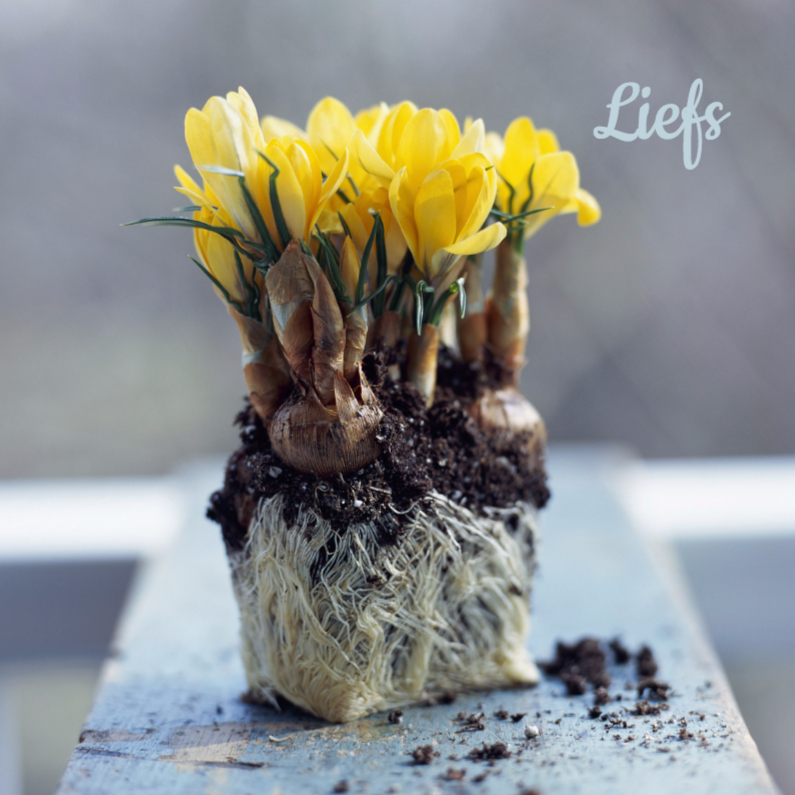 Krokusjes met wortels-isf - Bloemenkaarten Bloemenkaarten - Krokusjes met wortels-isf