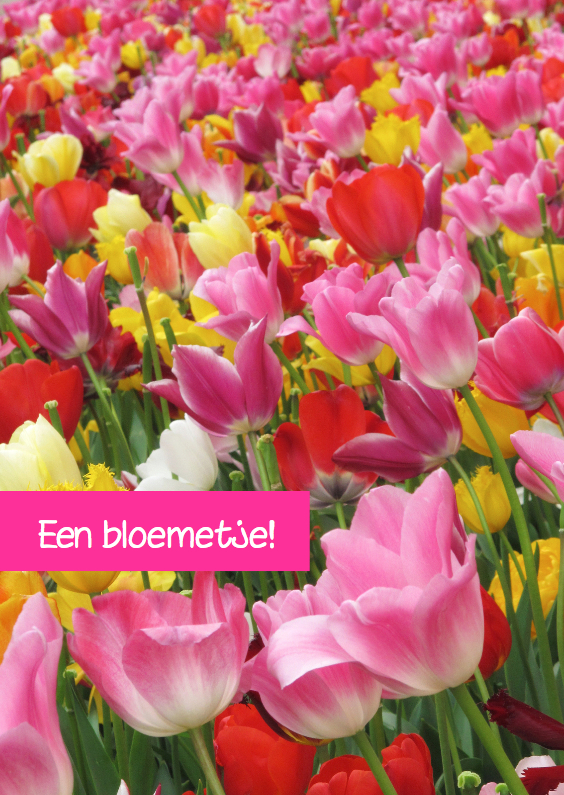 Lente tulpen bont gekleurd OT - Bloemenkaarten Bloemenkaarten - Lente tulpen bont gekleurd OT