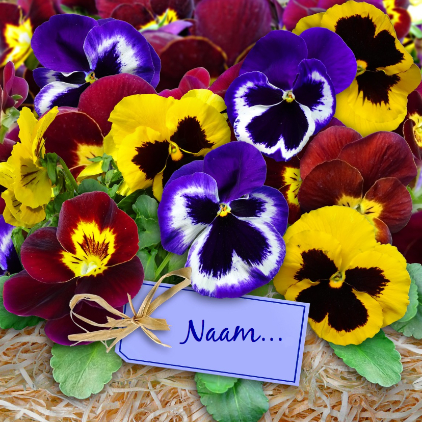 Leuke bloemenkaart met gele en blauwe Violen - Bloemenkaarten Bloemenkaarten - Leuke bloemenkaart met gele en blauwe Violen