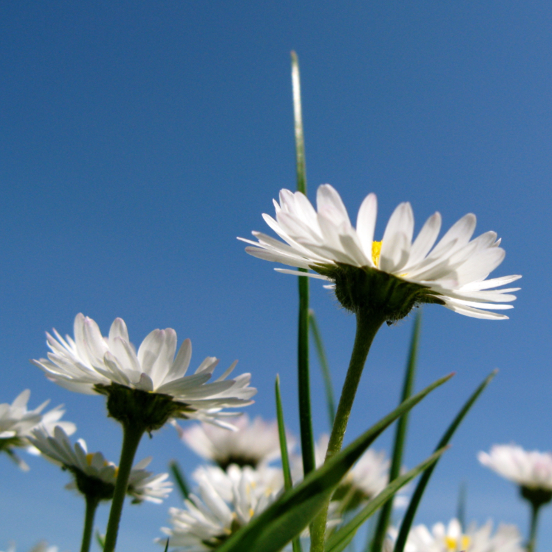 Madeliefjes in de zon - Bloemenkaarten Bloemenkaarten - Madeliefjes in de zon