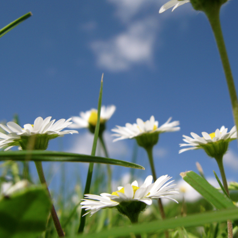 madeliefjes kaart - Bloemenkaarten Bloemenkaarten - madeliefjes kaart