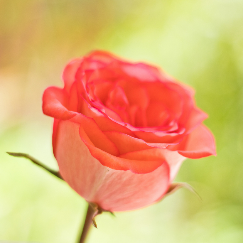 Bloemenkaarten - Moederdag kaart met een roze roos op een groene chtergrond