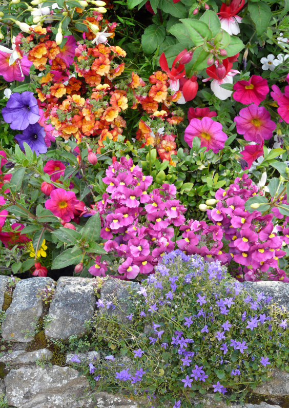 Mooie bloemenkaart bij Engels muurtje - Bloemenkaarten Bloemenkaarten - Mooie bloemenkaart bij Engels muurtje