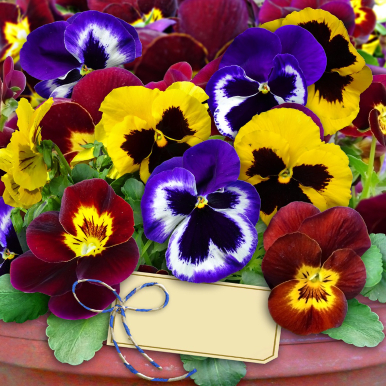 Mooie bloemenkaart gemengde Violen in pot - Bloemenkaarten Bloemenkaarten - Mooie bloemenkaart gemengde Violen in pot