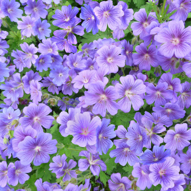 Mooie bloemenkaart met 50 kleuren blauw - Bloemenkaarten Bloemenkaarten - Mooie bloemenkaart met 50 kleuren blauw