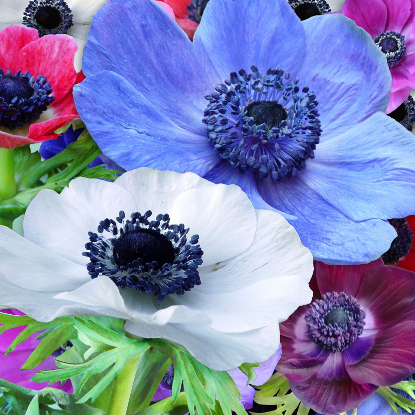 Bloemenkaarten - Mooie bloemenkaart met Anemonen in diverse kleuren