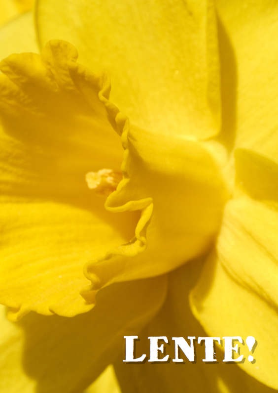 Narcis - Lente - Voorjaar - Bloemenkaarten Bloemenkaarten - Narcis - Lente - Voorjaar