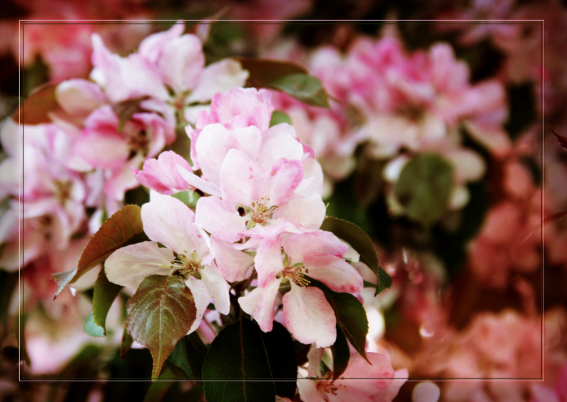 nostalgische roze bloesem - Bloemenkaarten Bloemenkaarten - nostalgische roze bloesem