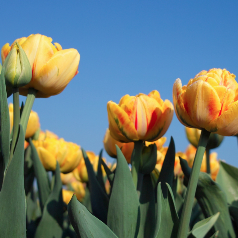 oranje tulpen in het veld 2 - Bloemenkaarten Bloemenkaarten - oranje tulpen in het veld 2