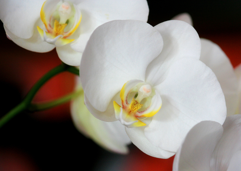 Bloemenkaarten - Orchidee - Bloem - OT