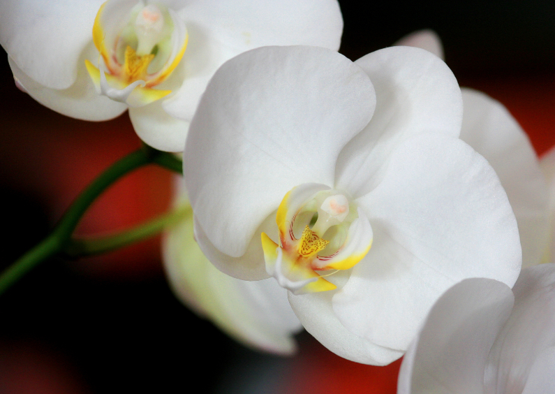 Orchidee - Bloem - OT - Bloemenkaarten Bloemenkaarten - Orchidee - Bloem - OT