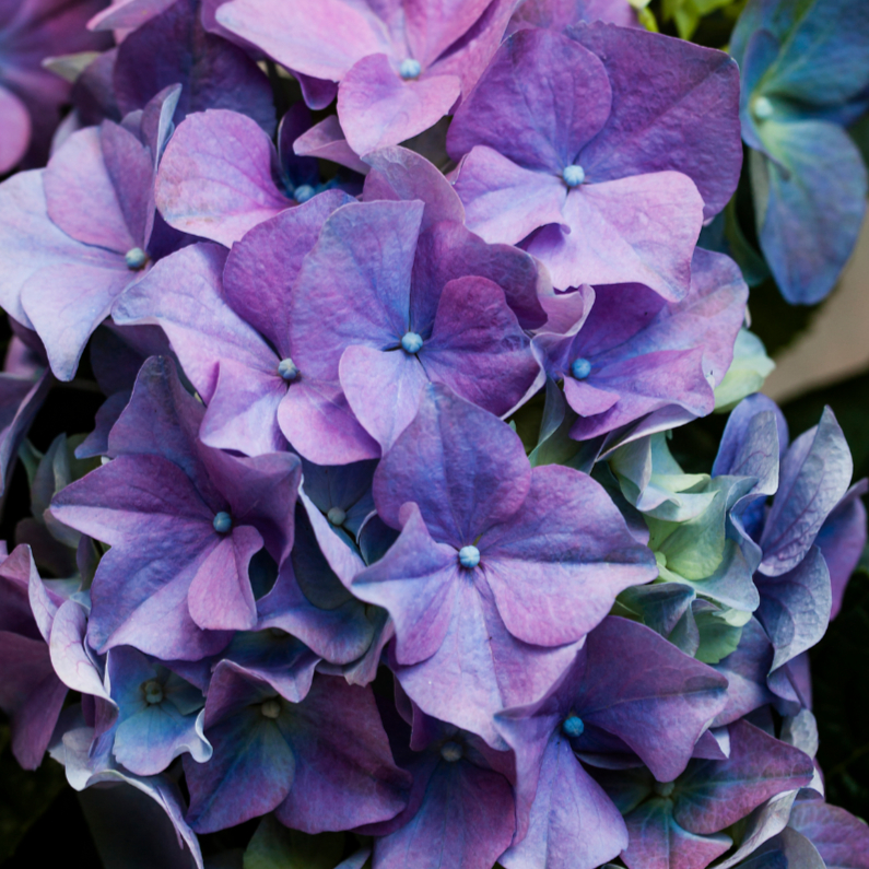 paarse hortensia - Bloemenkaarten Bloemenkaarten - paarse hortensia
