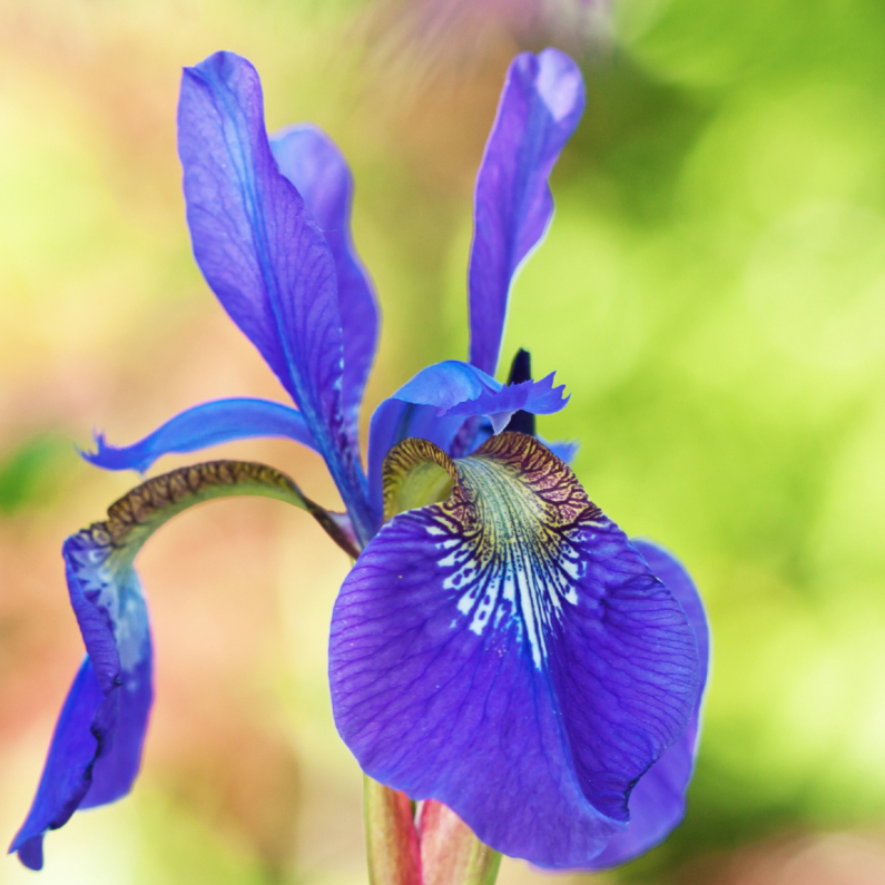 Bloemenkaarten - Paarse iris