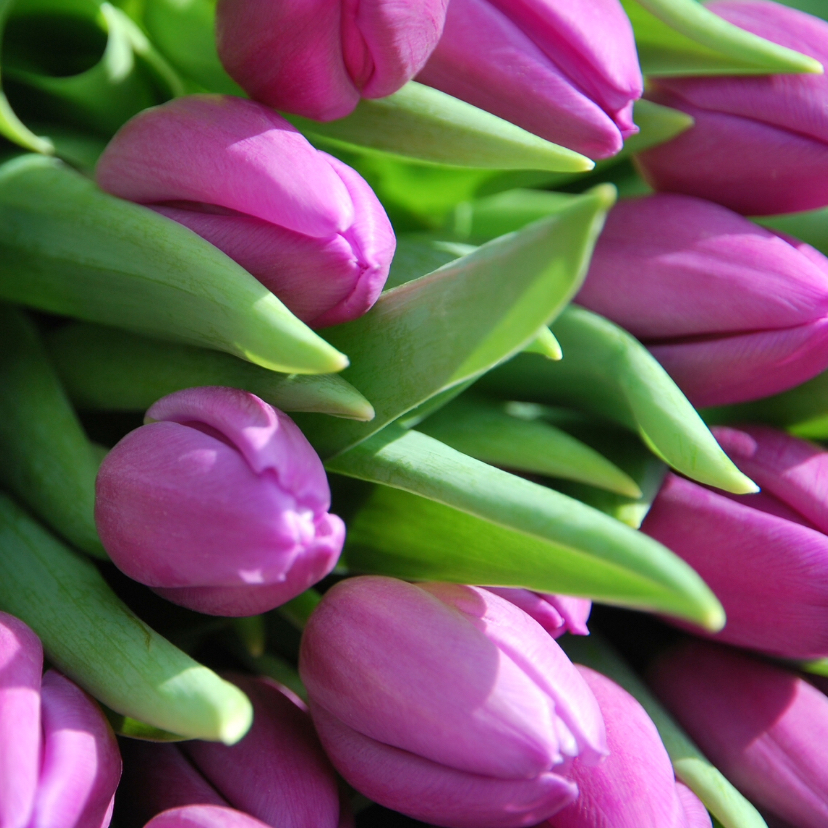 Paarse tulpen - Bloemenkaarten Bloemenkaarten - Paarse tulpen