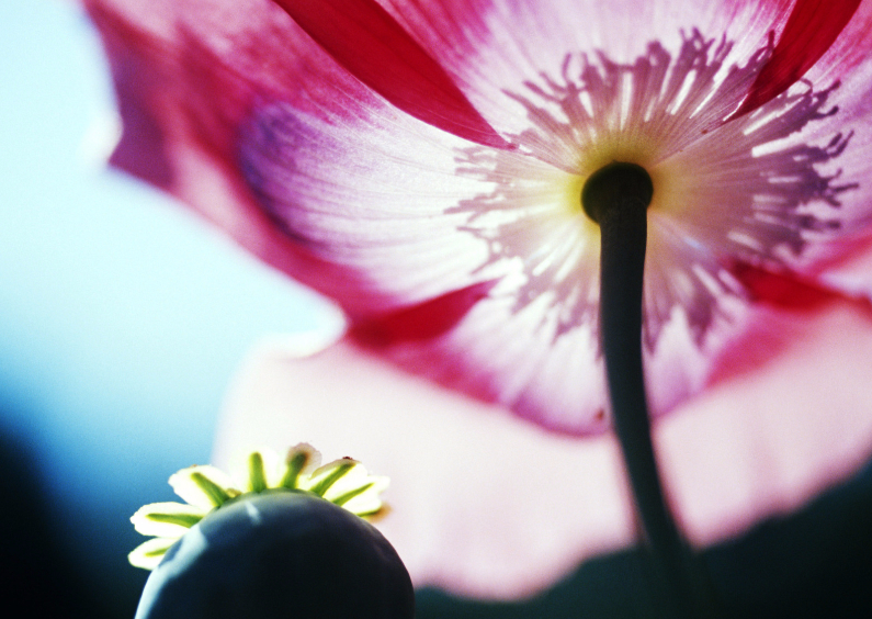 Bloemenkaarten - Papaver en roze bloem-isf