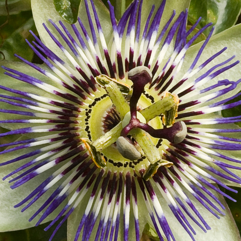 Passiebloem - Bloemenkaarten Bloemenkaarten - Passiebloem
