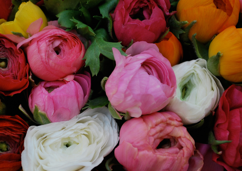 Ranonkel bloemen - Bloemenkaarten Bloemenkaarten - Ranonkel bloemen