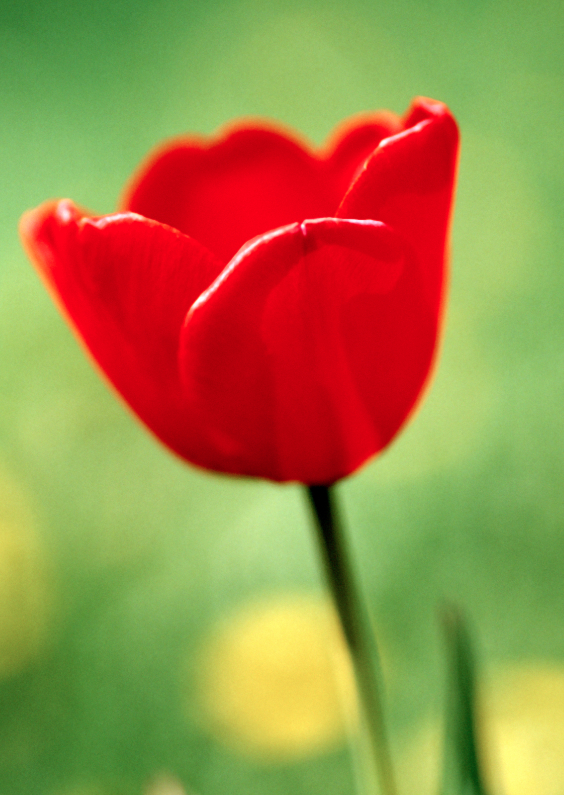 Rode Tulp - BK - Bloemenkaarten Bloemenkaarten - Rode Tulp - BK