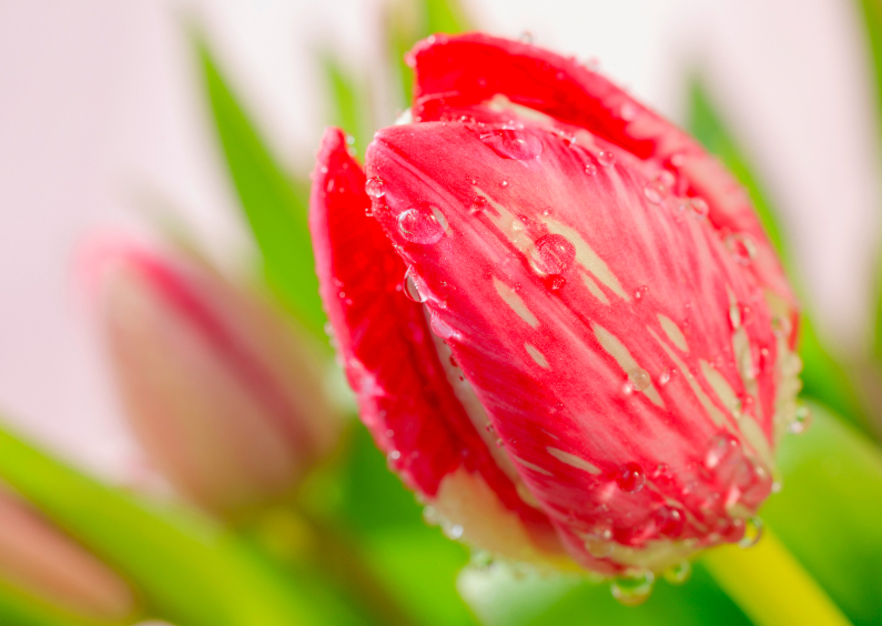 Bloemenkaarten - Rode tulp met druppels