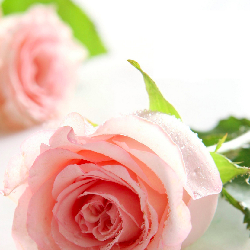 Bloemenkaarten - Romantische roze rozen