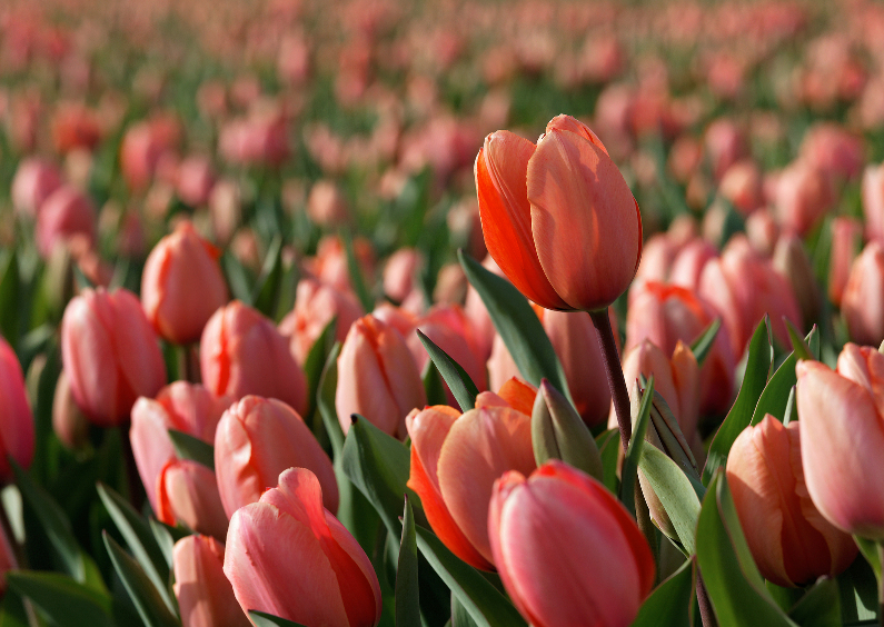 Bloemenkaarten - Rood roze tulp in tulpenveld OT