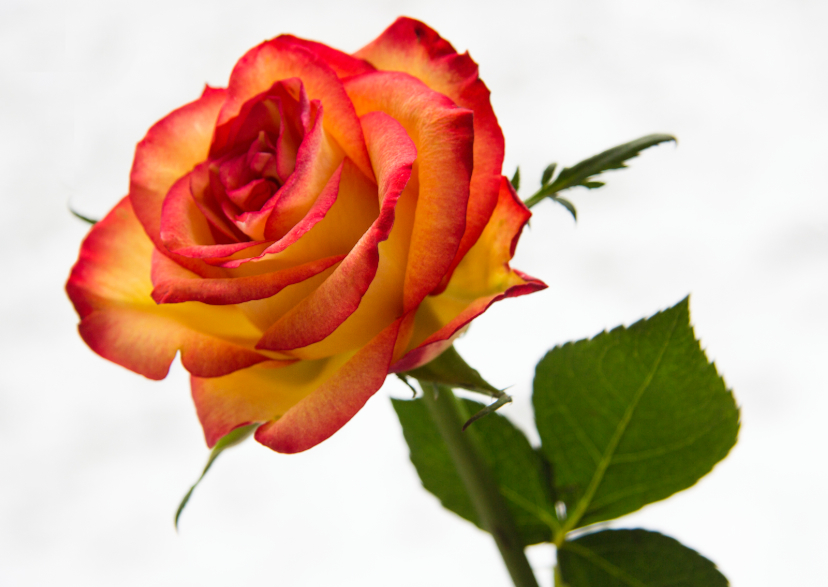 roos blanco - Bloemenkaarten Bloemenkaarten - roos blanco