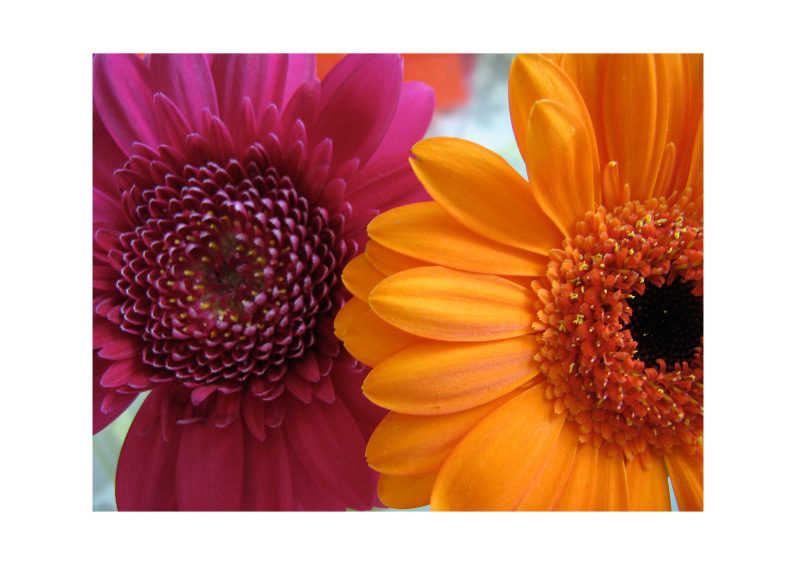 Roze en oranje Gerbera - Bloemenkaarten Bloemenkaarten - Roze en oranje Gerbera