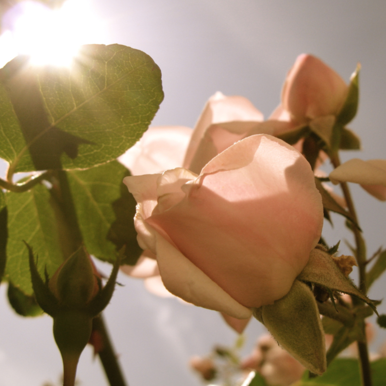 roze roos - Bloemenkaarten Bloemenkaarten - roze roos