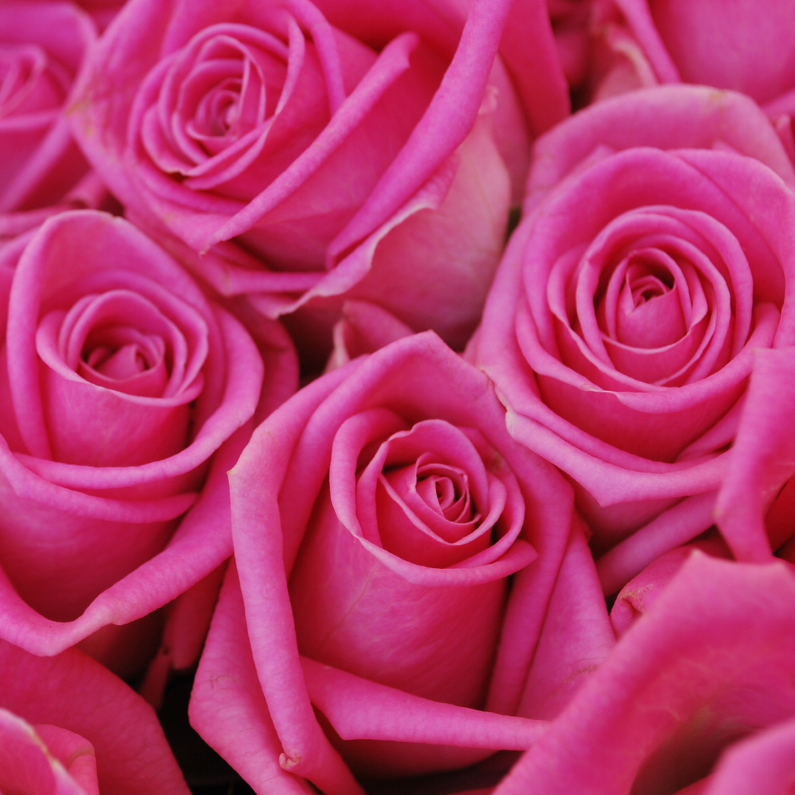Bloemenkaarten - Roze rozen Anet Fotografie