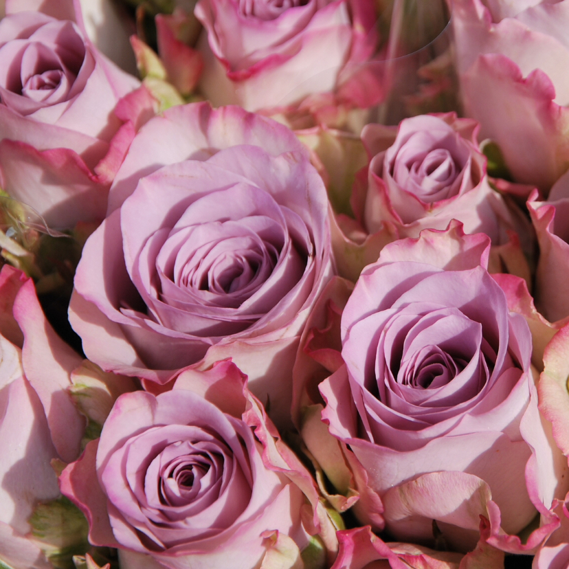 Roze rozen fotokaart - Bloemenkaarten Bloemenkaarten - Roze rozen fotokaart