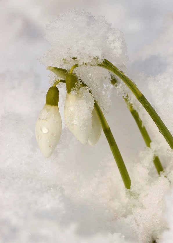 Bloemenkaarten - Sneeuwklokjes in sneeuw