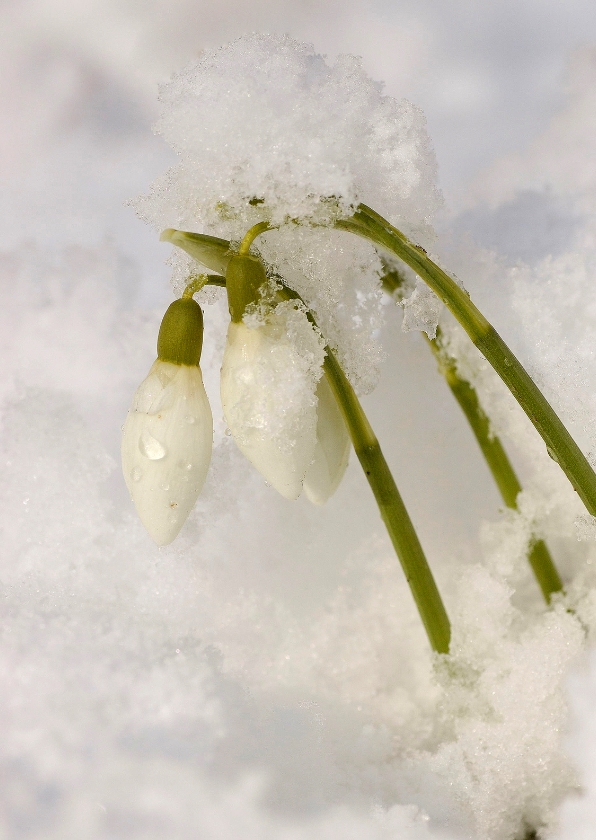 Sneeuwklokjes in sneeuw - Bloemenkaarten Bloemenkaarten - Sneeuwklokjes in sneeuw