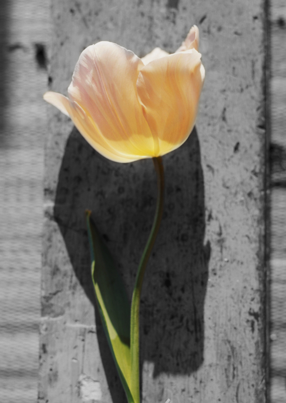 tulp met zw achtergrond-is - Bloemenkaarten Bloemenkaarten - tulp met zw achtergrond-is