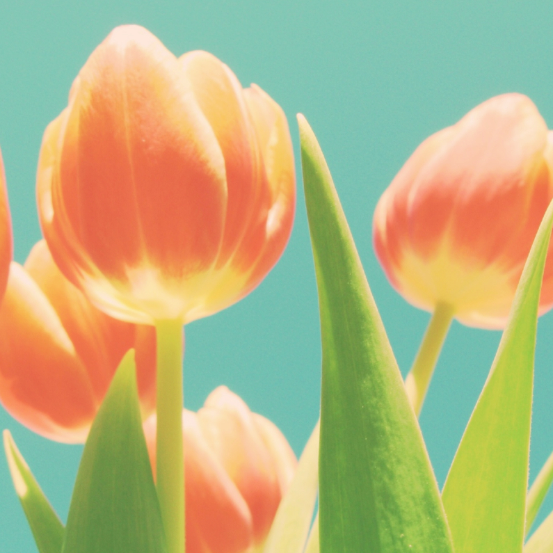 tulpen compositie - Bloemenkaarten Bloemenkaarten - tulpen compositie
