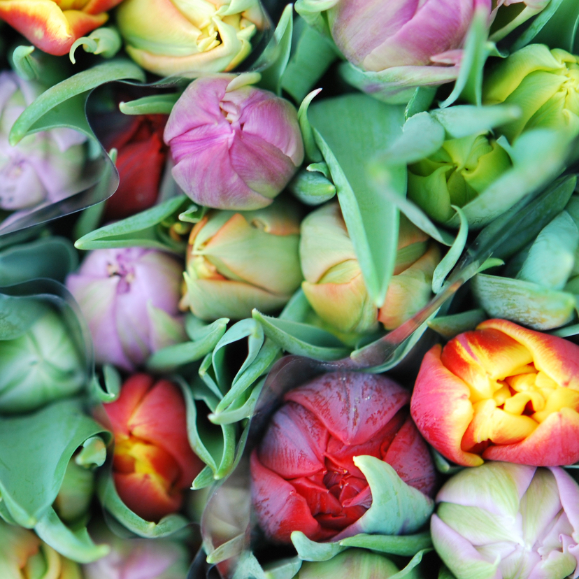 Tulpen fotokaart - Bloemenkaarten Bloemenkaarten - Tulpen fotokaart