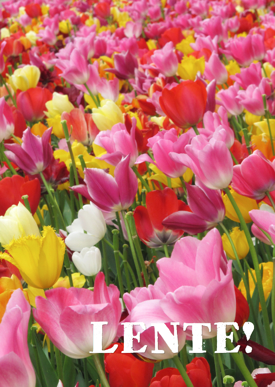 Tulpen - Lente - Bloemenkaarten Bloemenkaarten - Tulpen - Lente