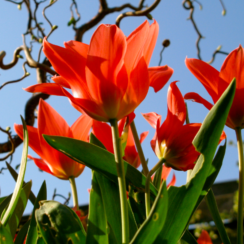 tulpen met hazelaar - Bloemenkaarten Bloemenkaarten - tulpen met hazelaar