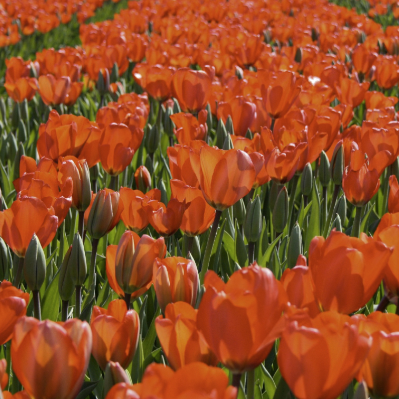 tulpenveld rood - Bloemenkaarten Bloemenkaarten - tulpenveld rood