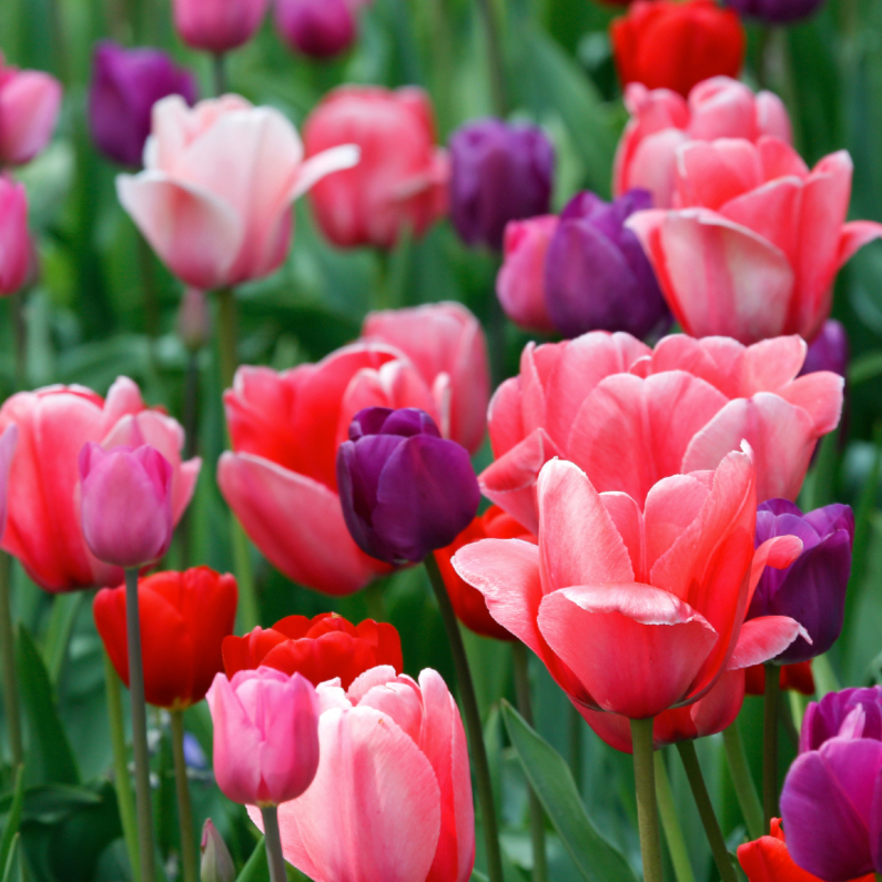 Tulpenveld roze paars rood OT - Bloemenkaarten Bloemenkaarten - Tulpenveld roze paars rood OT